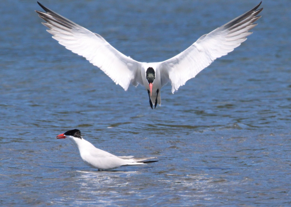 Caspian Tern - ML614172965