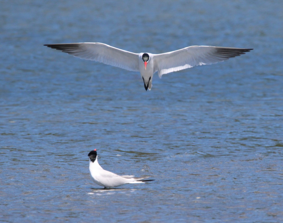 Caspian Tern - ML614172966