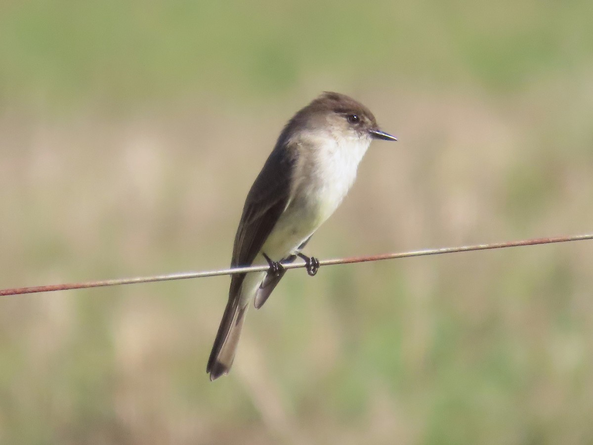 Eastern Phoebe - ML614173010