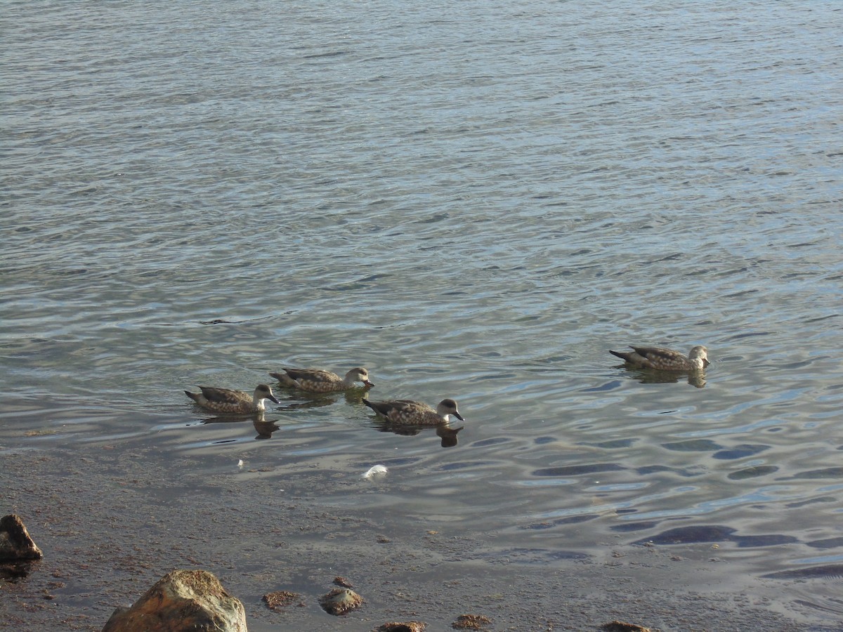 Yellow-billed Pintail (South American) - Claudia Castro