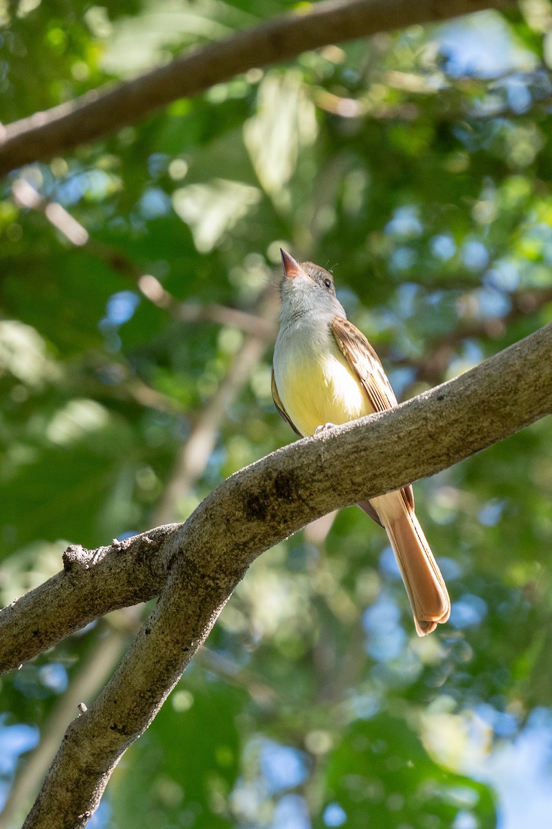 Brown-crested Flycatcher - ML614173102