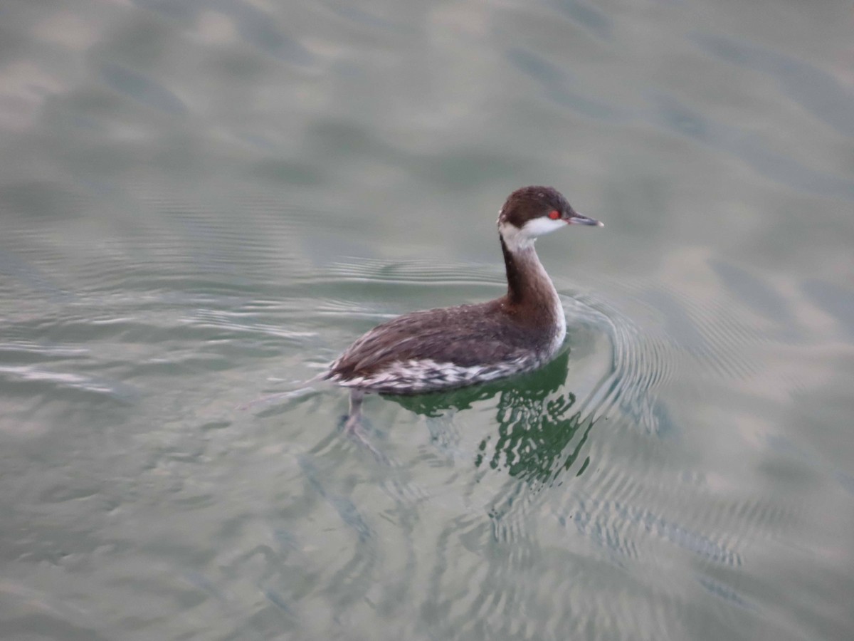 Horned Grebe - ML614173131