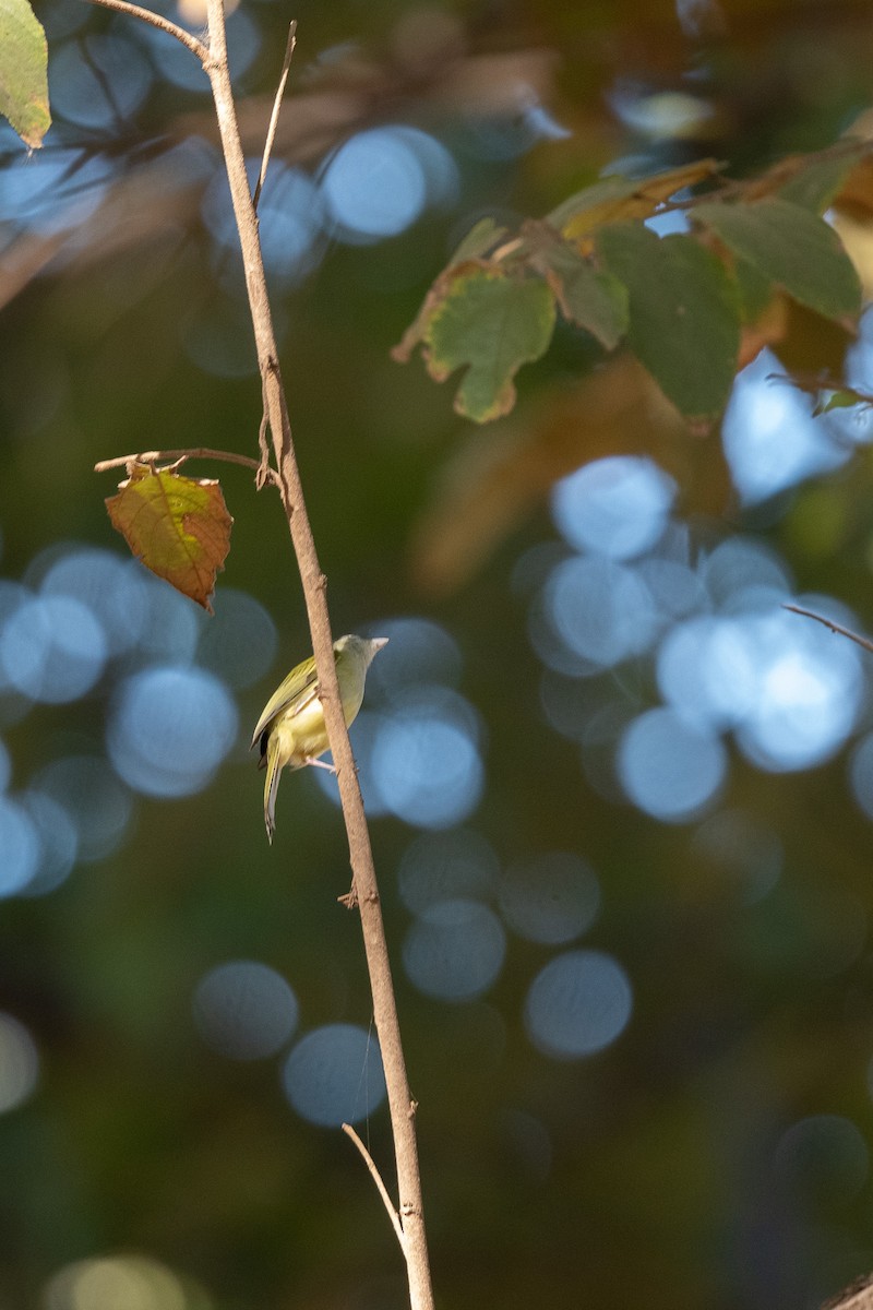 Yellow-olive Flatbill - ML614173136