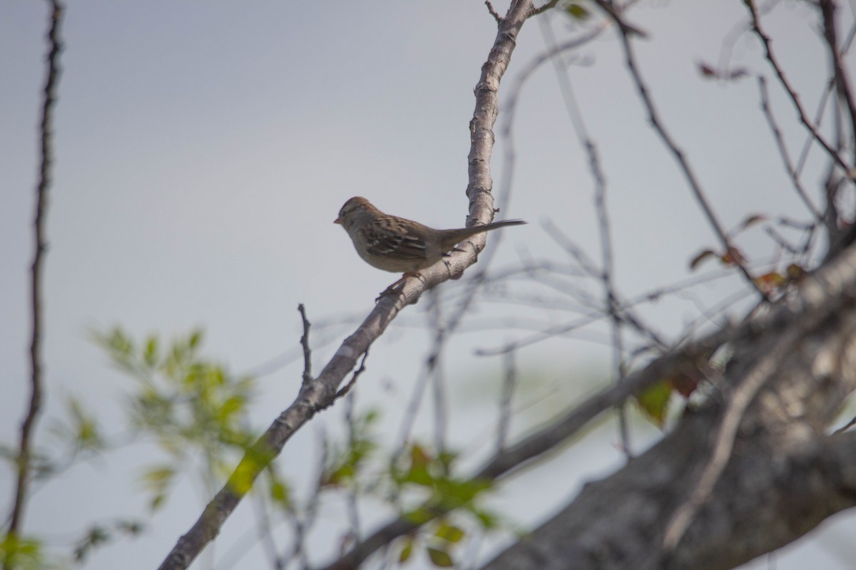 White-crowned Sparrow - ML614173244