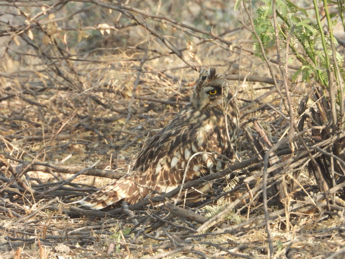 Short-eared Owl - Chaiti Banerjee