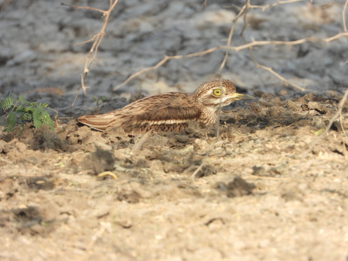 Indian Thick-knee - ML614173395