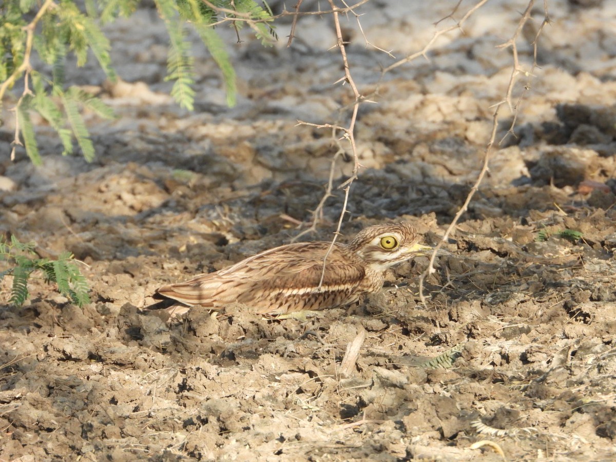 Indian Thick-knee - ML614173396