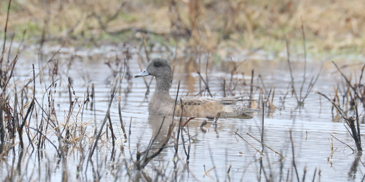 American Wigeon - James Wheat