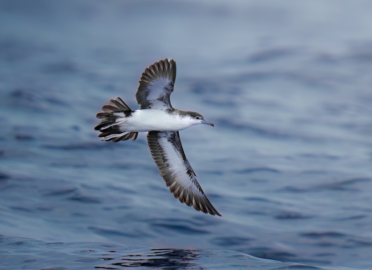 Sargasso Shearwater - Jean Bonilla