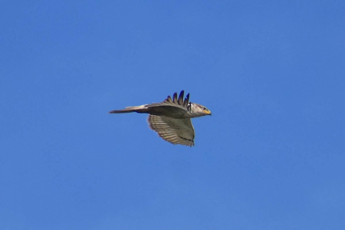 Ferruginous Hawk - ML614173612