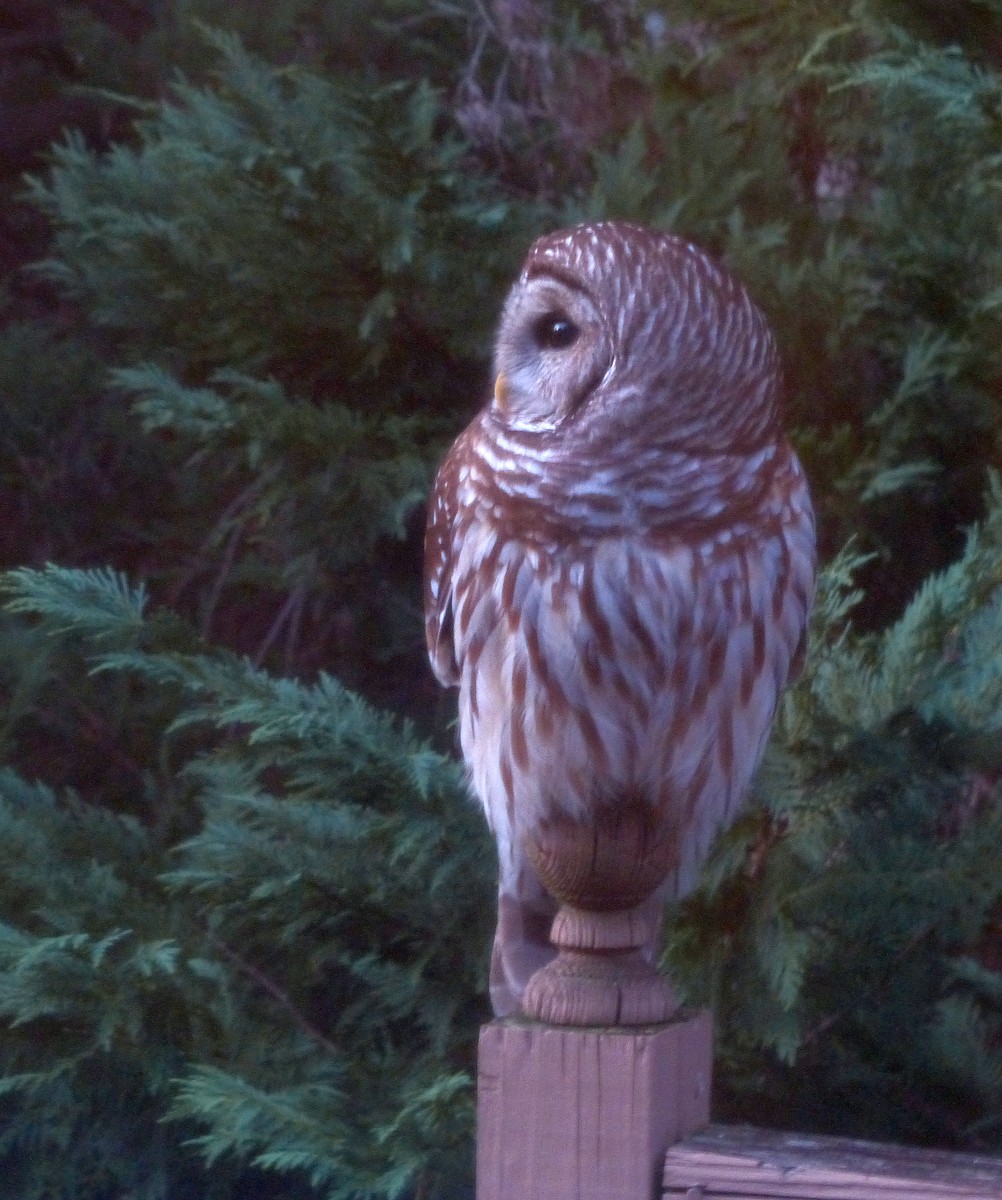 Barred Owl - Sharon Kennedy