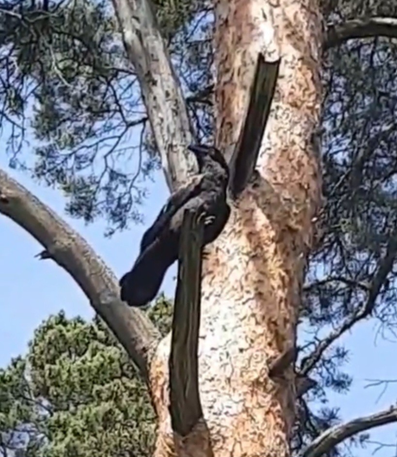 Common Raven - Anastasia Smirnova