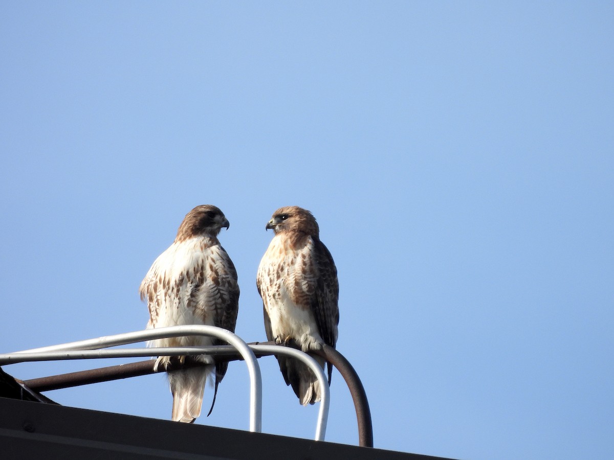 Red-tailed Hawk - ML614173676