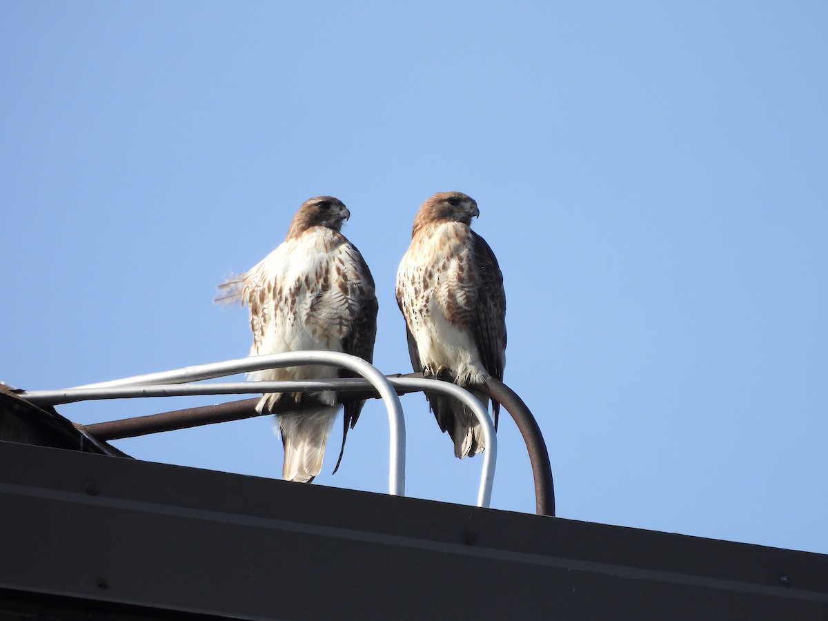 Red-tailed Hawk - ML614173677