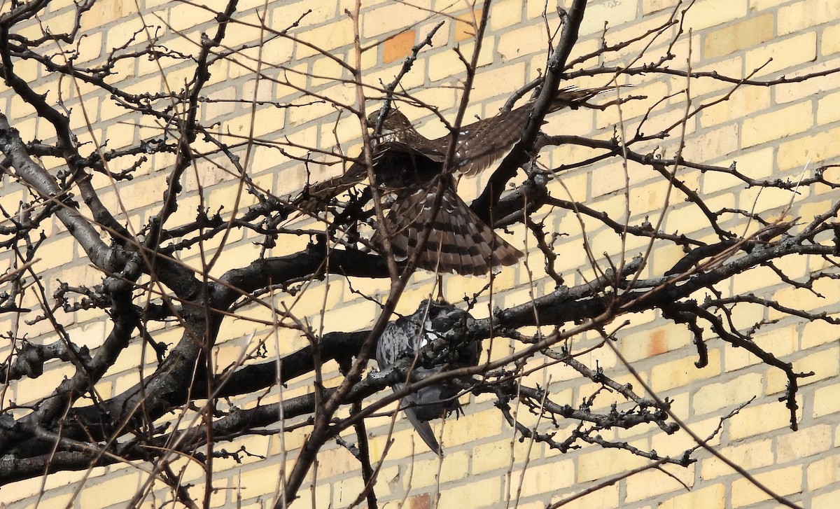 Cooper's Hawk - ML614173685