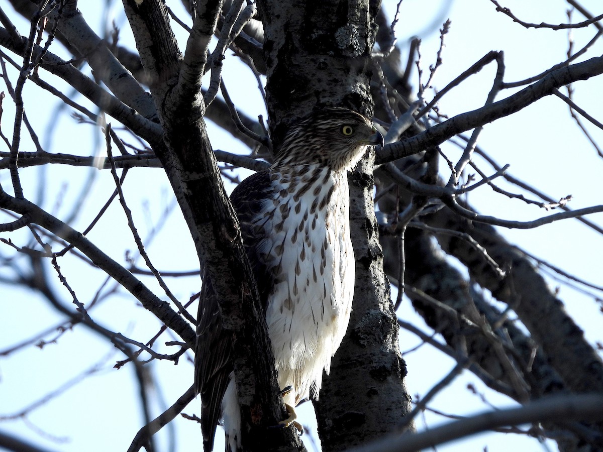 Cooper's Hawk - Nick Dawson