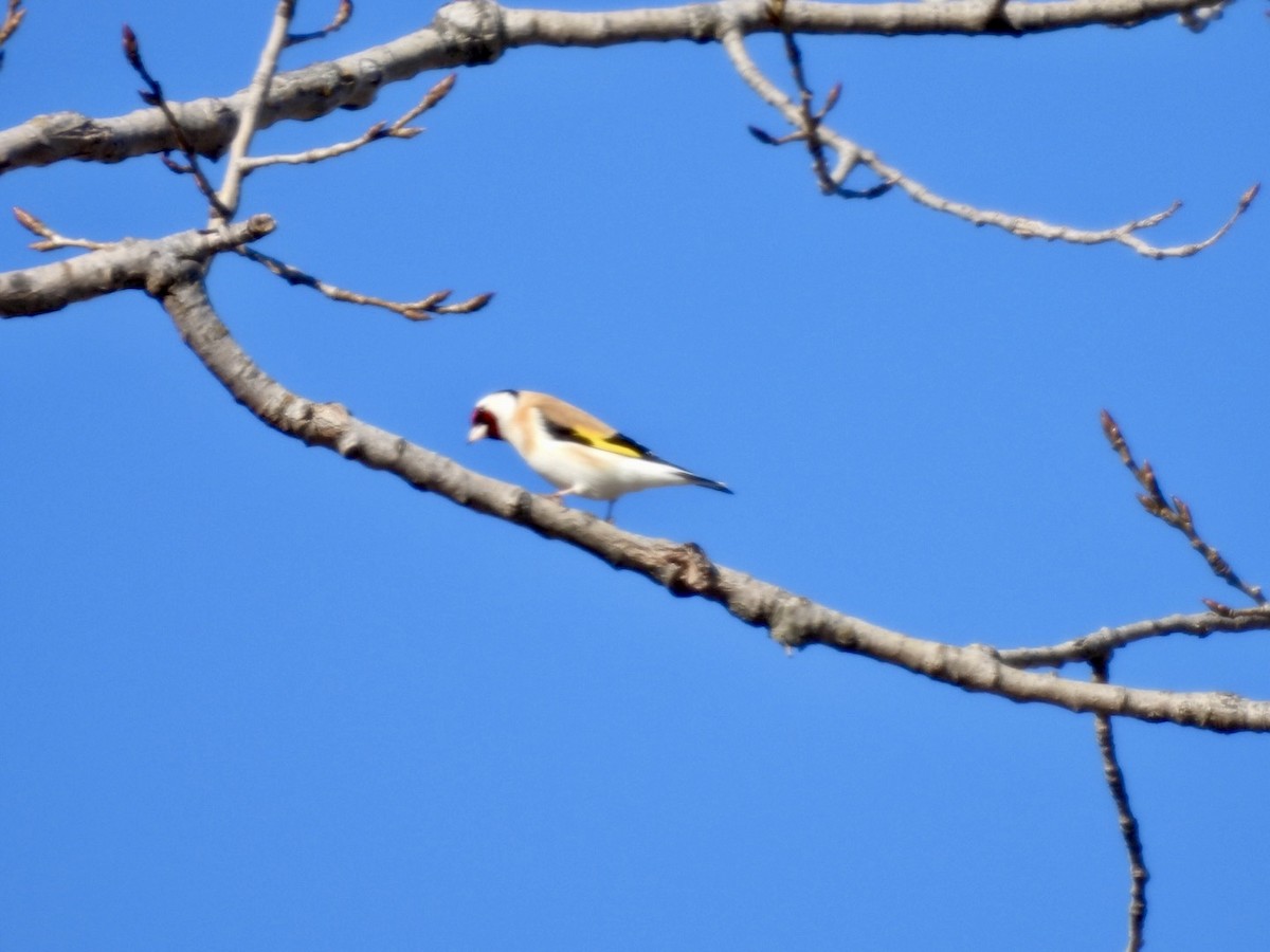 Chardonneret élégant - ML614173770