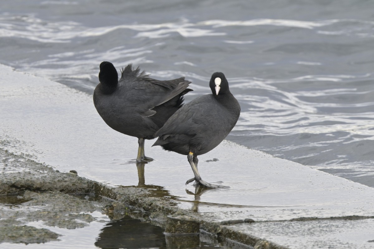 Eurasian Coot - ML614173936