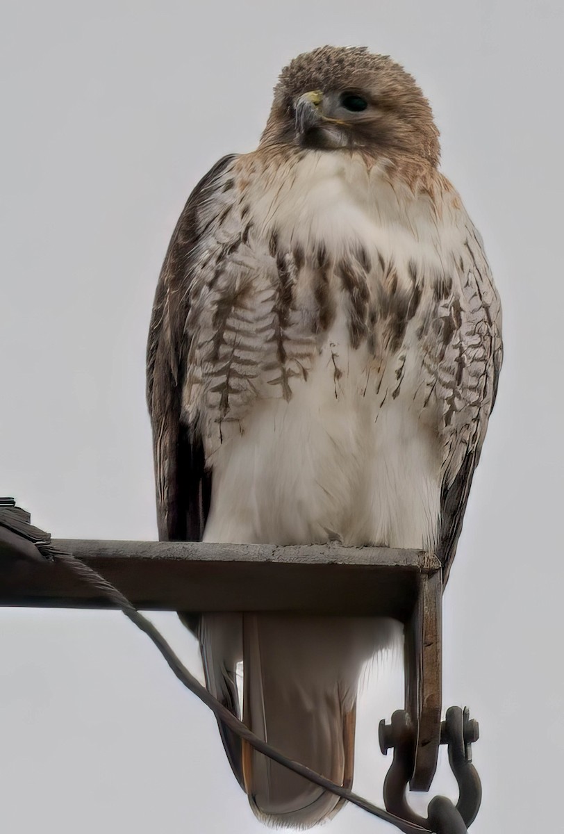 Red-tailed Hawk - Howard Cox