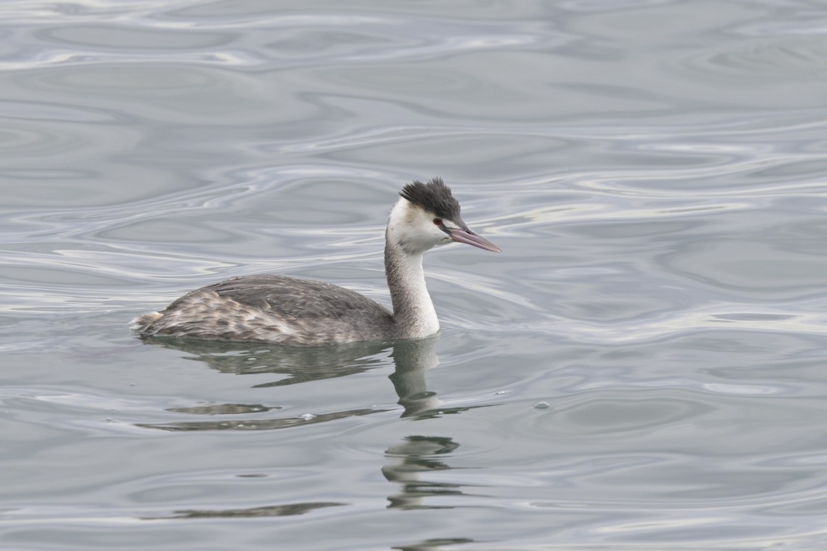 Great Crested Grebe - ML614174024