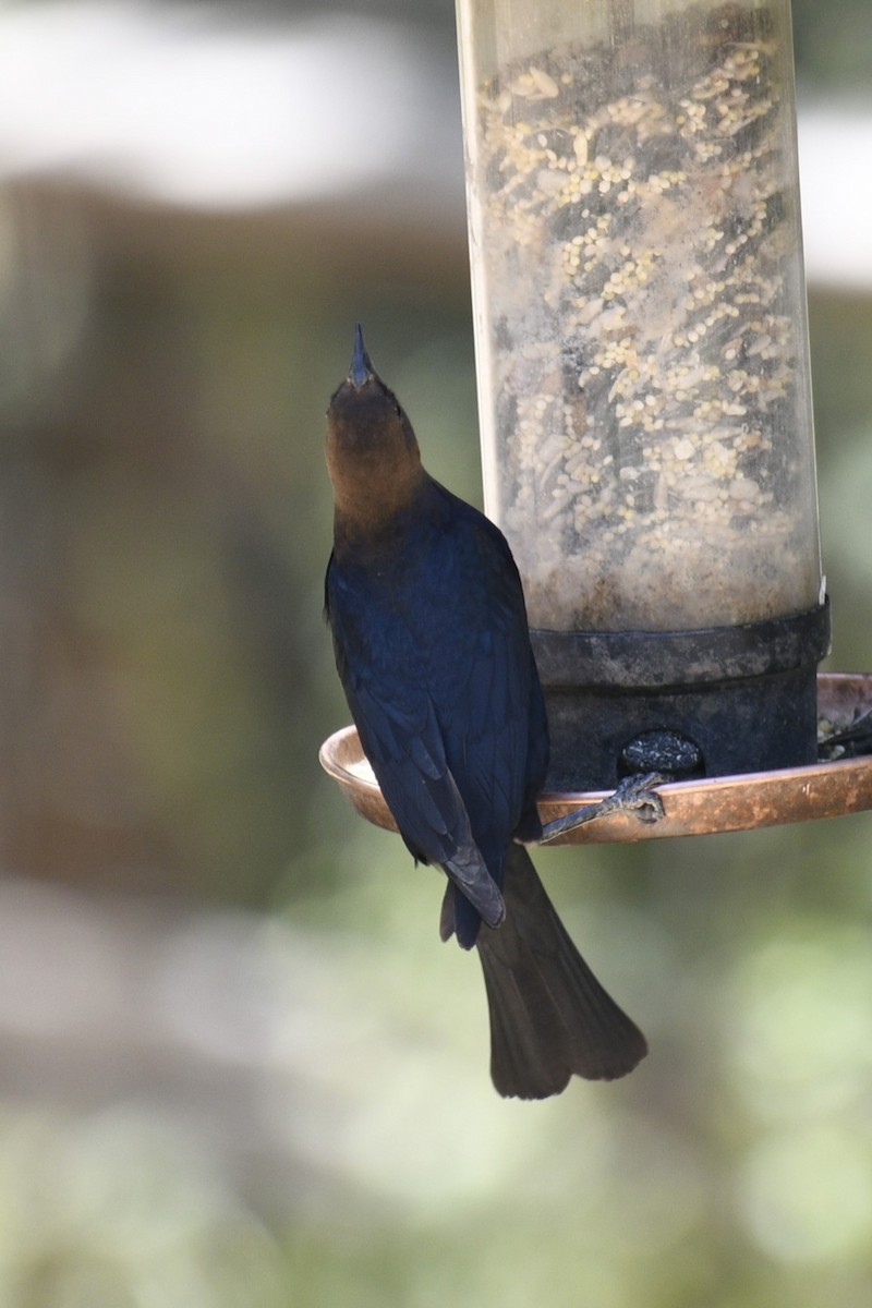 Brown-headed Cowbird - ML614174025