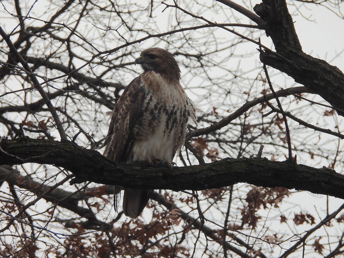 Red-tailed Hawk - ML614174058