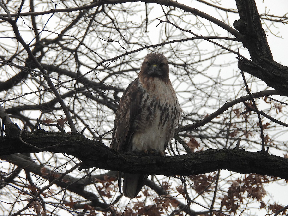 Red-tailed Hawk - ML614174059