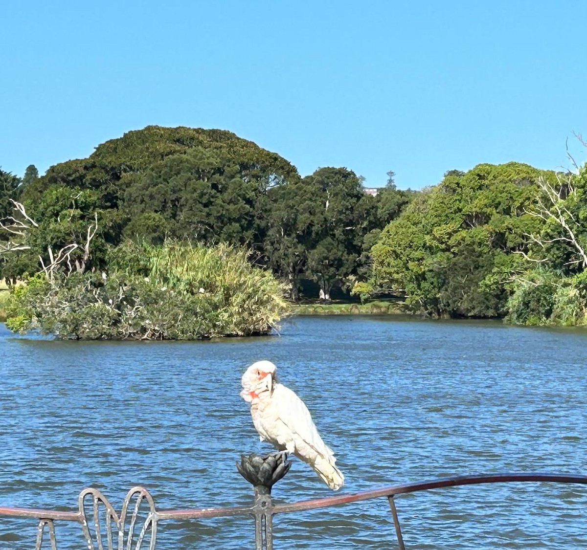 Long-billed Corella - ML614174097