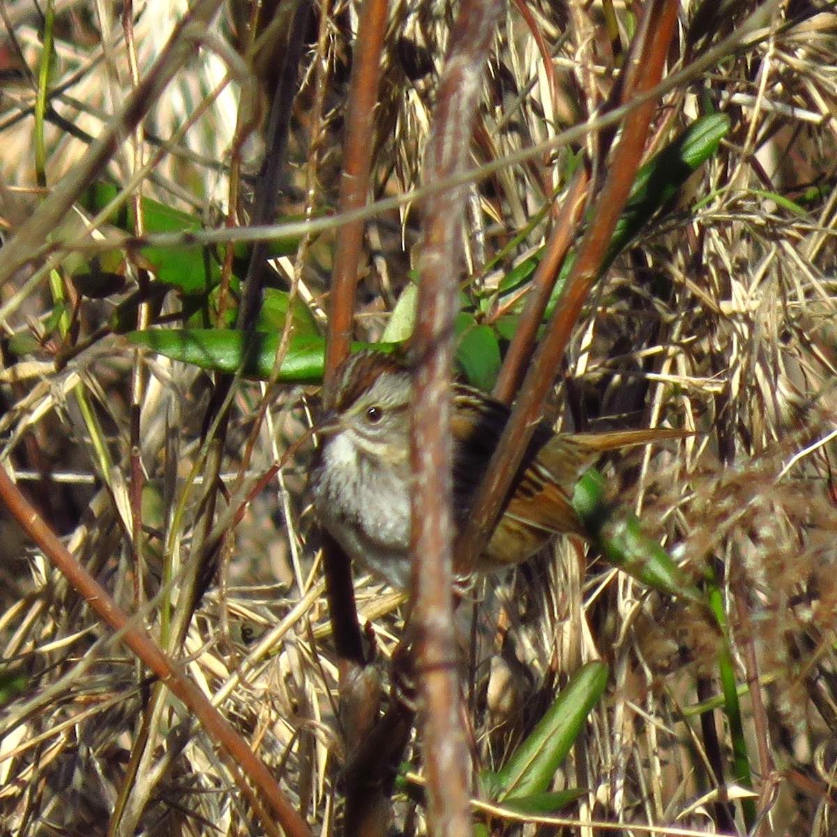 Swamp Sparrow - ML614174136