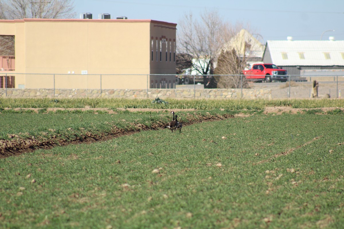 Canada Goose - ML614174137