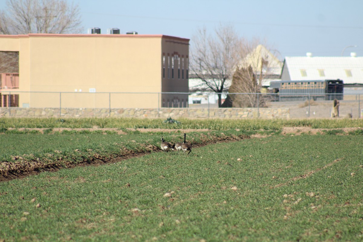 Canada Goose - ML614174139
