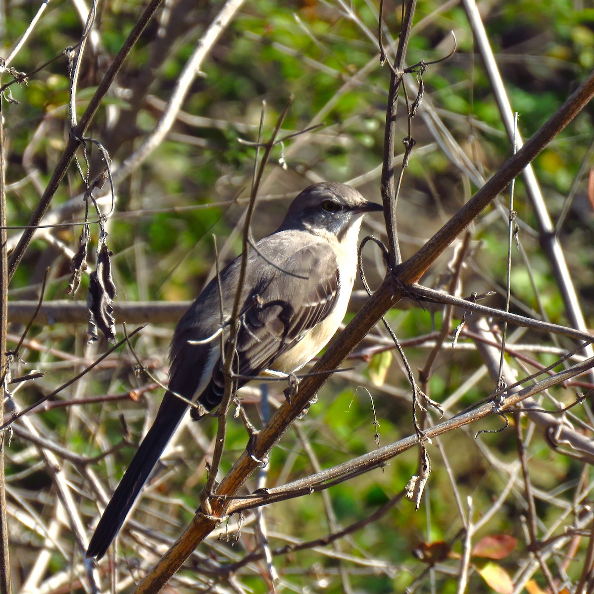 Northern Mockingbird - ML614174140