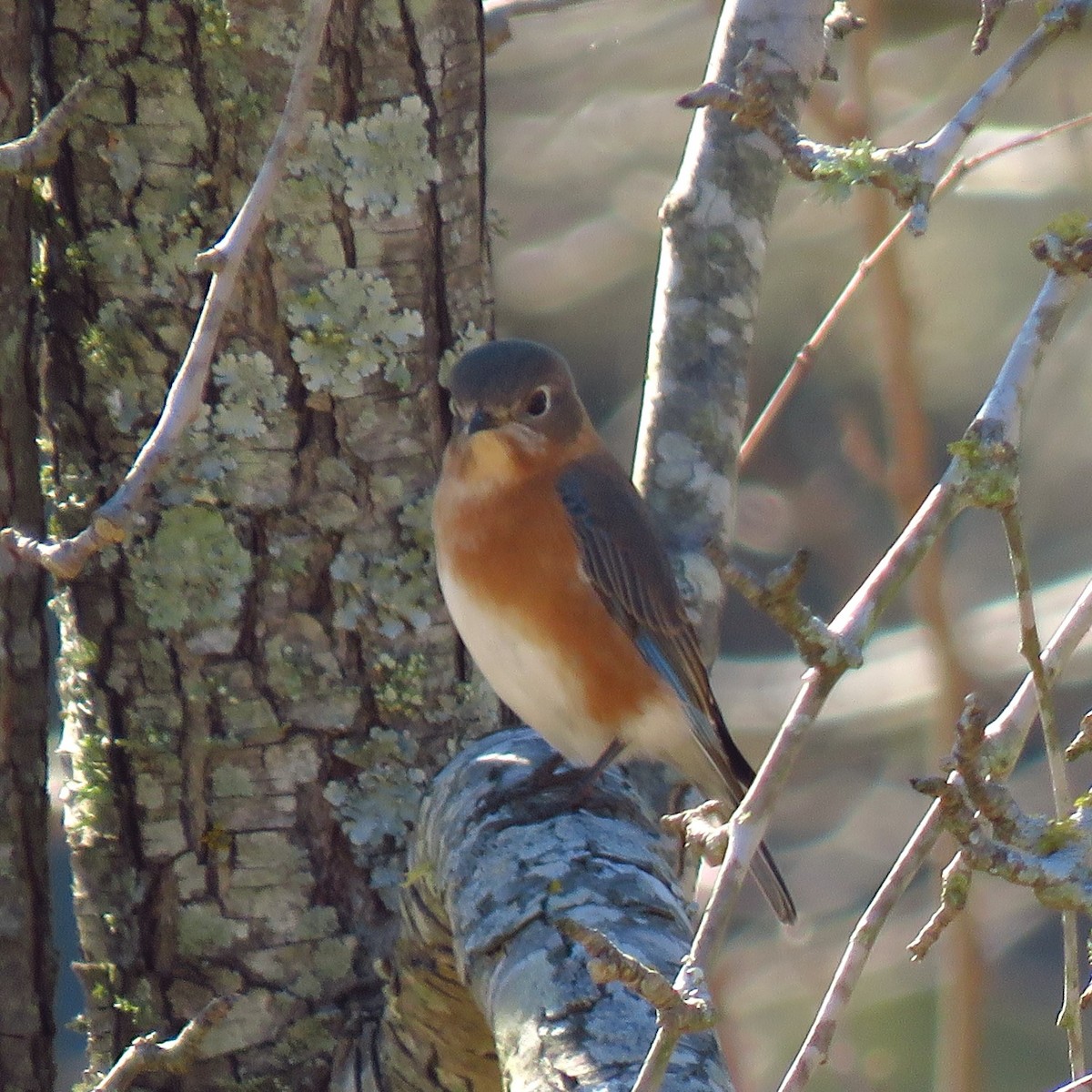 Eastern Bluebird - ML614174217