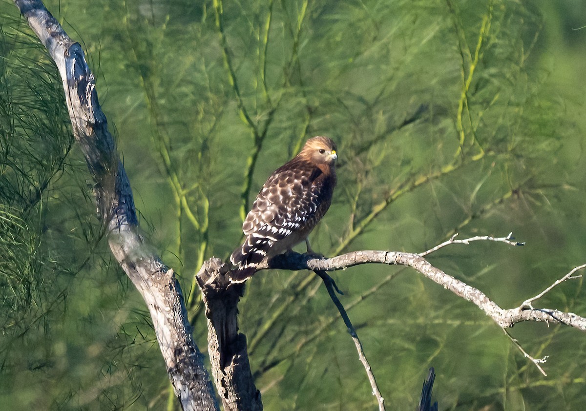 Red-shouldered Hawk - ML614174229