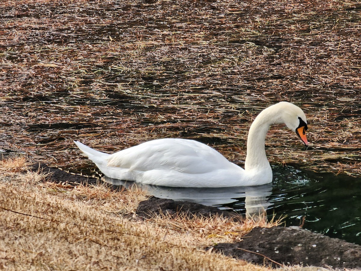 Cygne tuberculé - ML614174265