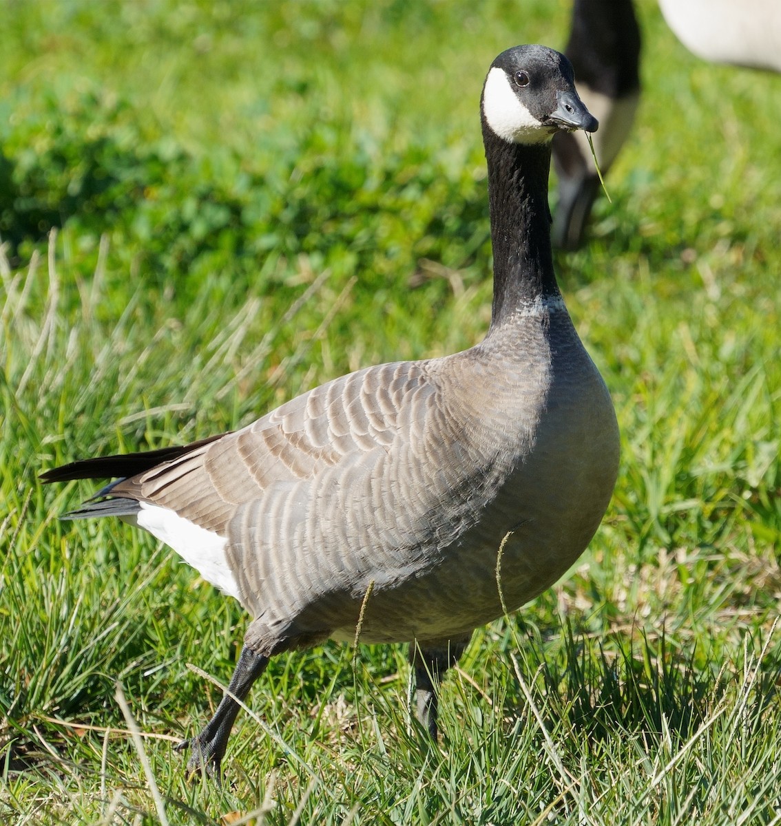 Cackling Goose - ML614174278