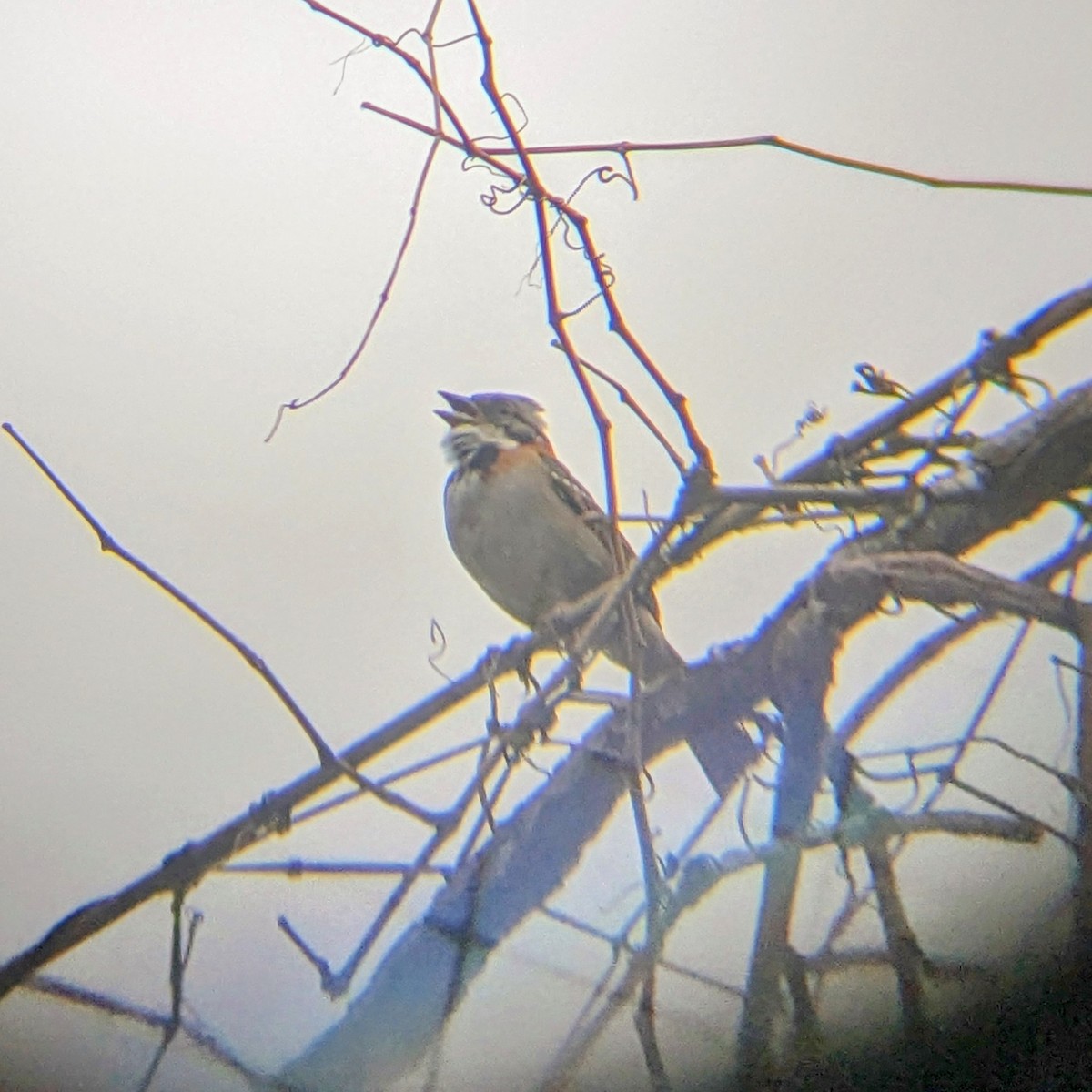 Rufous-collared Sparrow - ML614174289