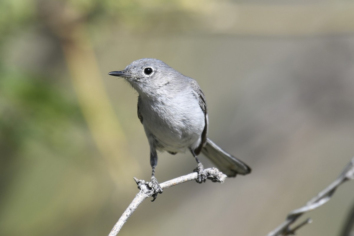 Blue-gray Gnatcatcher (obscura Group) - Joshua  Smith