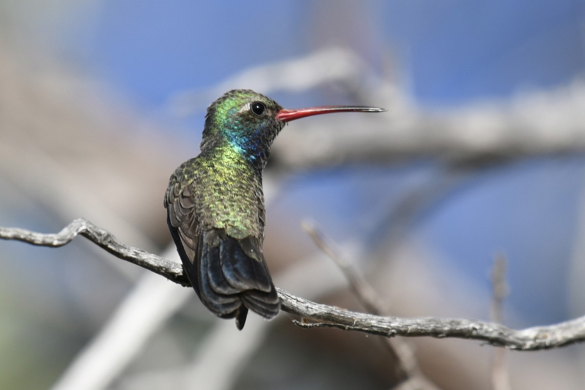 Broad-billed Hummingbird - Joshua  Smith