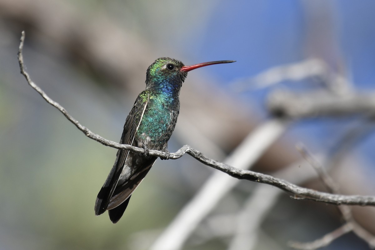 Broad-billed Hummingbird - Joshua  Smith