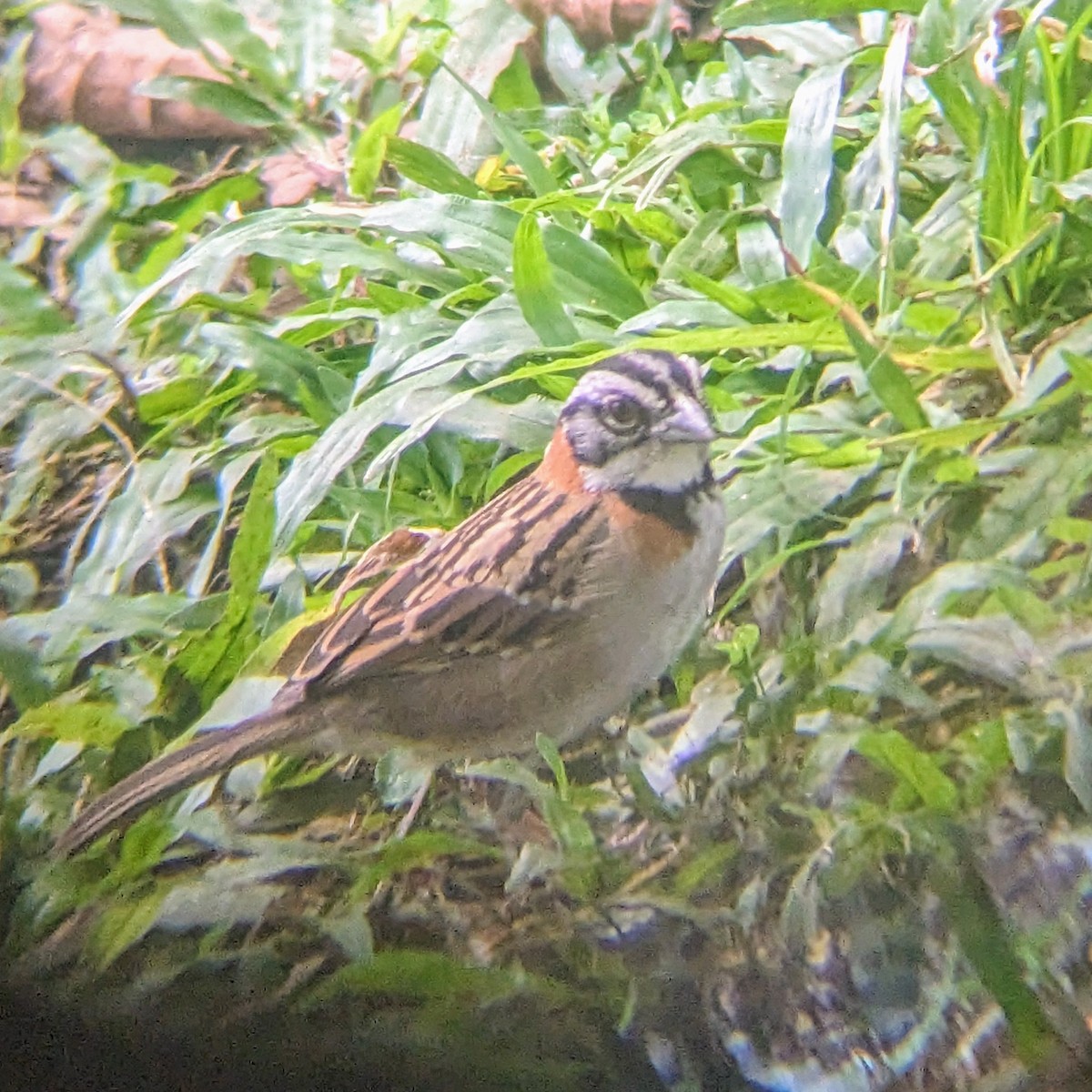 Rufous-collared Sparrow - ML614174326