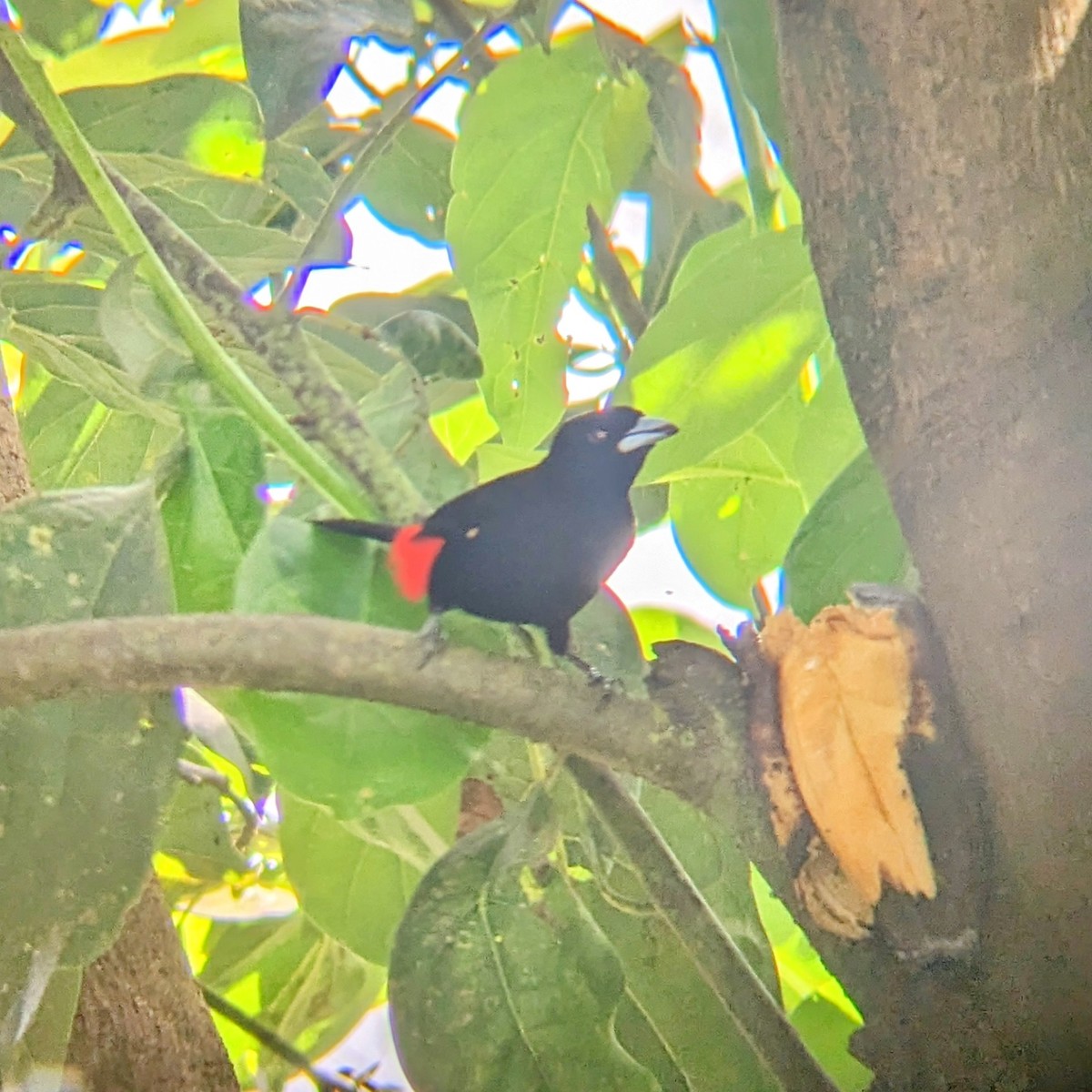 Scarlet-rumped Tanager - Alexander Campos Quiros