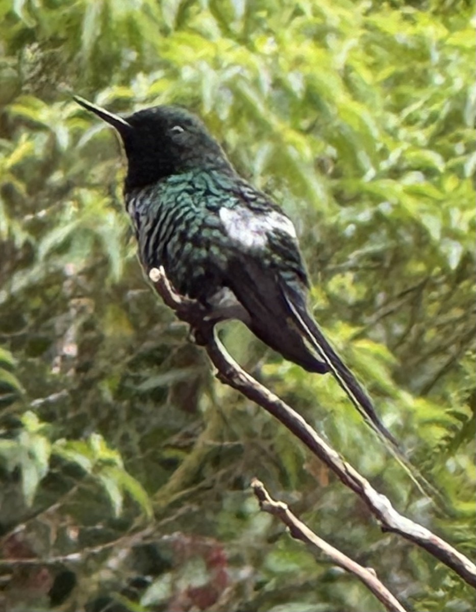 kolibřík trnoocasý - ML614174413