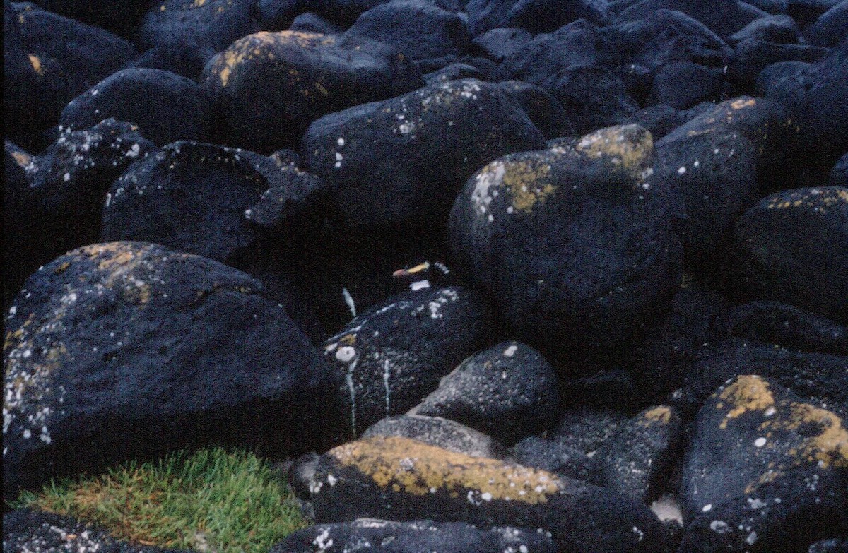 Fiordland Penguin - Joy Tansey