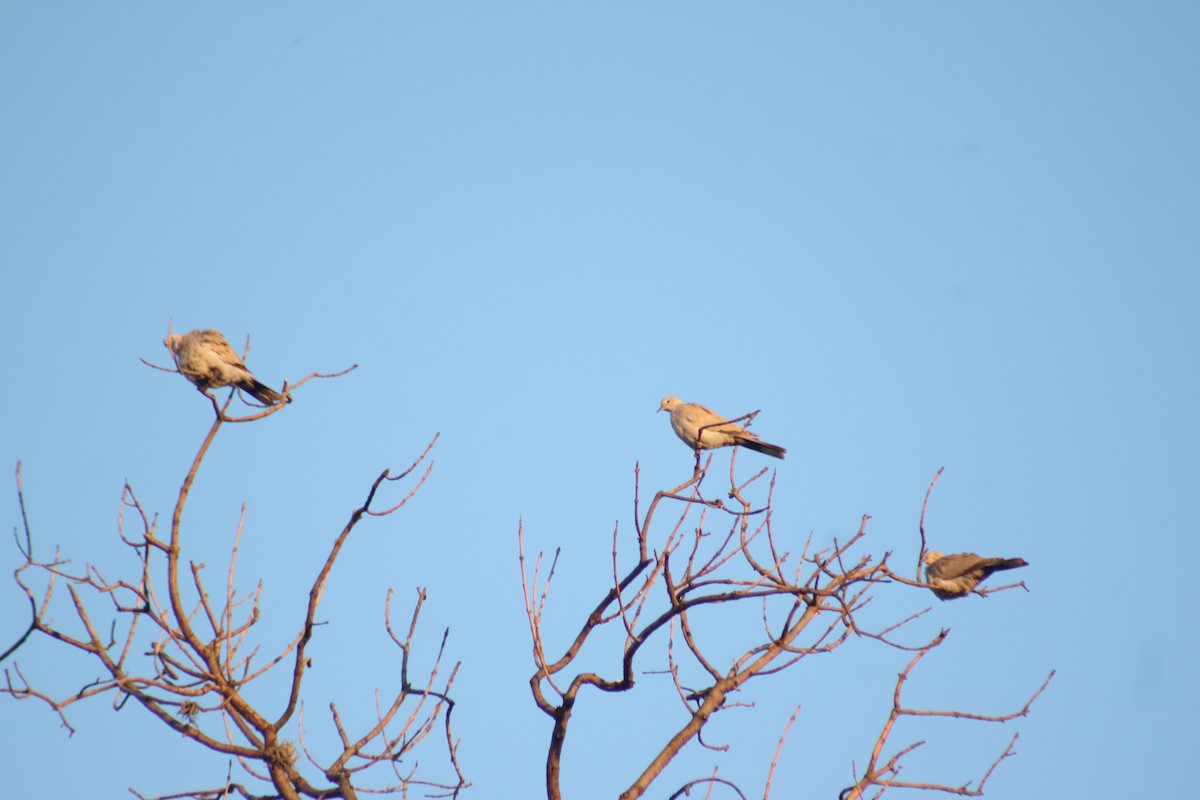 Mourning Dove - ML614174443