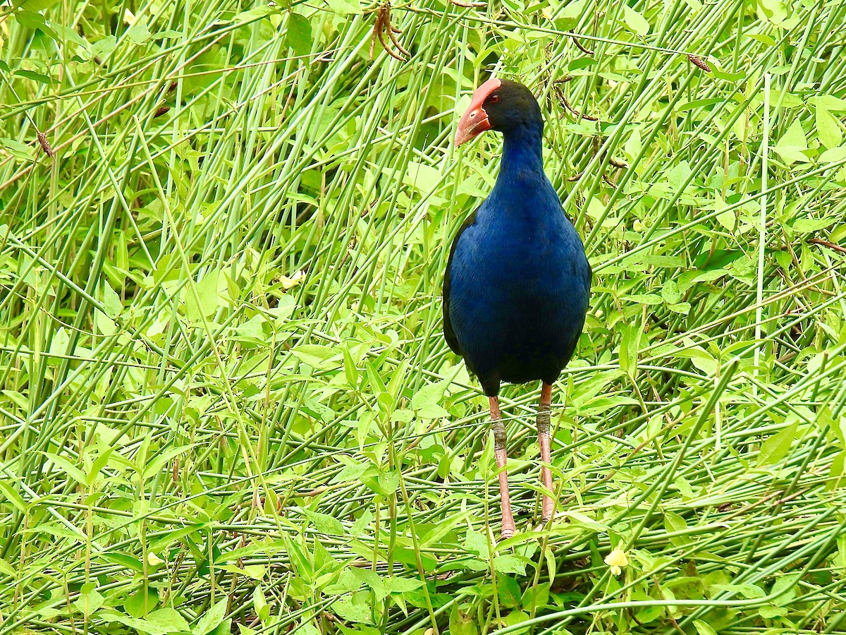 Australasian Swamphen - ML614174554