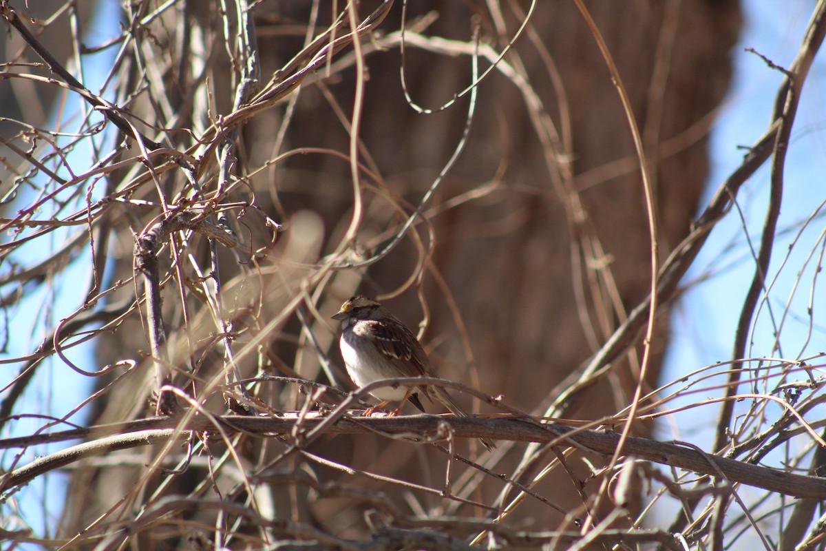White-throated Sparrow - ML614174590