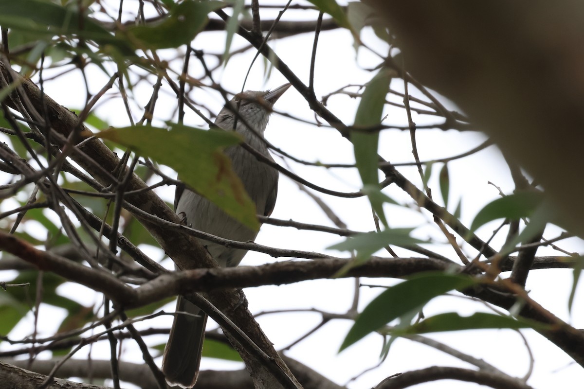 Striped Honeyeater - Dennis Devers