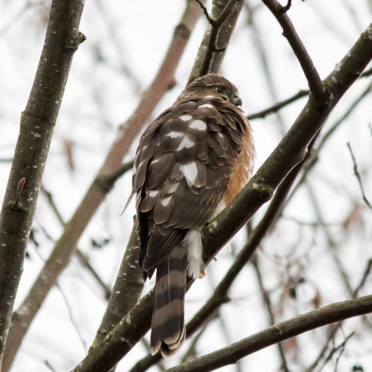 Sharp-shinned Hawk - Nick Balachanoff