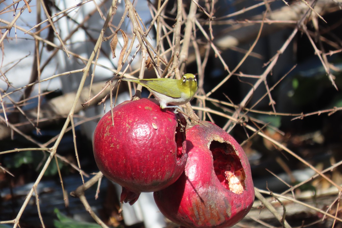 Swinhoe's White-eye - ML614174835